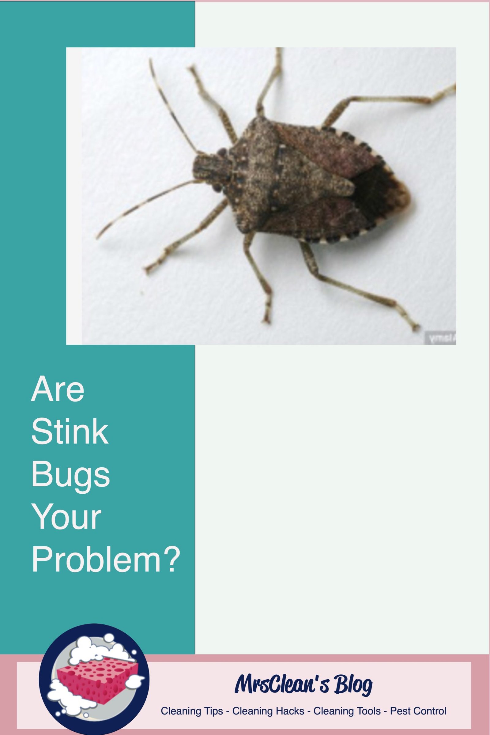 are stink bugs your problem?