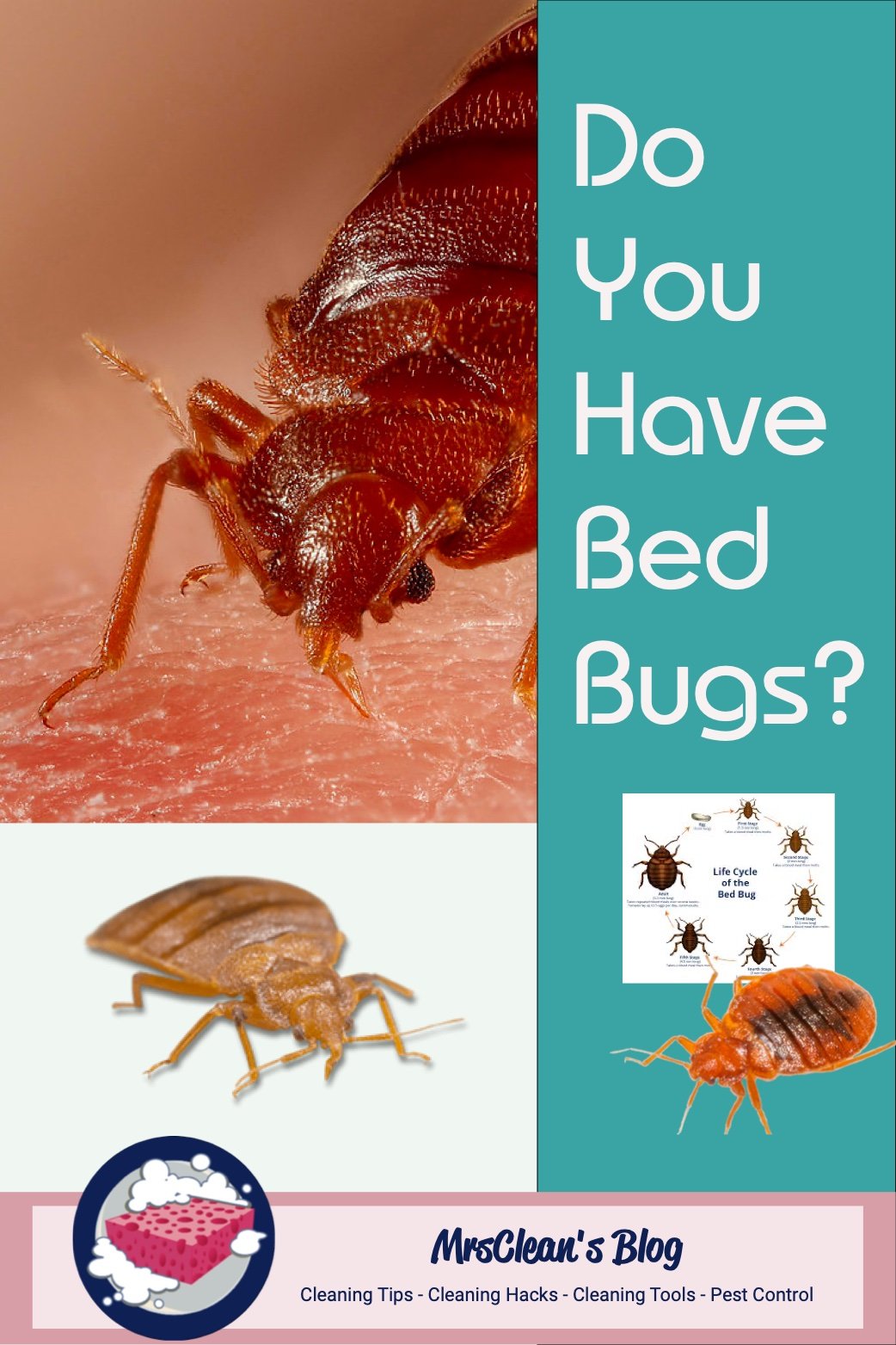 do you have bed bugs?