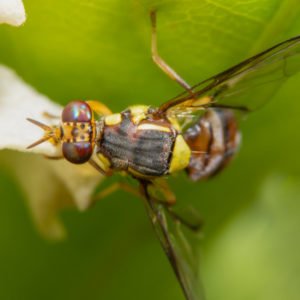 fruit fly close up