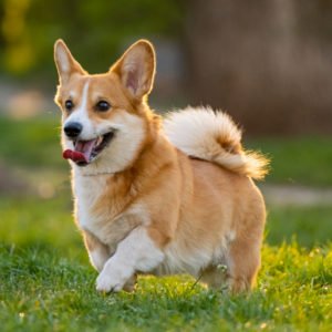 CORGI dog