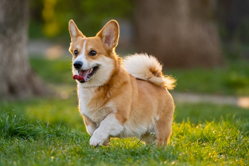 CORGI dog