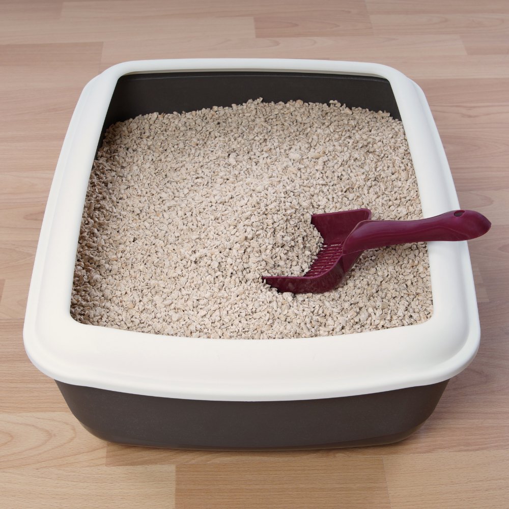 The Art of Cleanliness: Maintaining a Fresh and Tidy Litter Pan